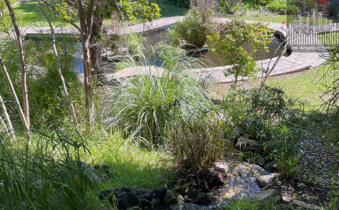 Top view of the Koi and turtle pond at Greystone Mansion